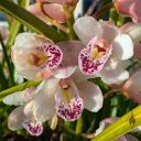 Cymbidium orchid hybrid flowers, flowers with water drops, blooming outdoors in Pacifica, California
