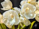 Cymbidium orchid hybrid flowers, white flowers with water drops, blooming outdoors in Pacifica, California