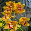 Cymbidium orchid hybrid flowers, flowers with water drops, blooming outdoors in Pacifica, California