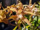 Cymbidium tracyanum, orchid species flowers, blooming outdoors in Pacifica, California