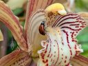 Cymbidium tracyanum with ladybug, orchid species flower close-up, flower lip close-up, blooming outdoors in Pacifica, California
