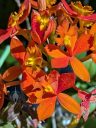 Epidendrum orchid flowers, orange and yellow flowers, blooming outdoors in Pacifica, California