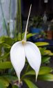 Masdevallia coccinea alba 'Blanca', orchid species flower, white flower, large flower, blooming outdoors in Pacifica, California