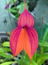 Masdevallia veitchiana 'Sheryll', orchid species flower, purple and orange flower, King of the Masdevallias., gallo gallo in Spanish, waqanki in Quechua, blooming outdoors in Pacifica, California