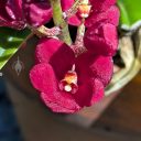 Sarcochilus Kulnura Spice x Fairy, orchid hybrid flower, bright red flower, blooming outdoors in Pacifica, California