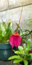 Masdevallia Swallow, orchid hybrid flower, red flower, grown outdoors in Pacifica, California