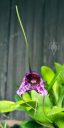 Masdevallia chaparensis, orchid species flower, purple spotted flower, grown outdoors in Pacifica, California
