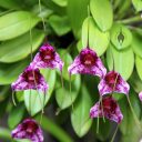 Masdevallia chaparensis, orchid species flowers and leaves, purple spotted flowers, orchid mounted on tree branch, grown outdoors in San Francisco, California