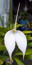 Masdevallia coccinea alba 'Blanca', orchid species flower, white flower, large flower, blooming outdoors in Pacifica, California
