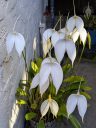 Masdevallia coccinea alba 'Blanca', orchid species flowers and leaves, white flowers, large flowers, blooming outdoors in Pacifica, California
