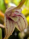 Masdevallia coriacea, orchid species flower close-up, miniature orchid, grown outdoors in Pacifica, California