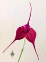 Masdevallia ignea 'Valentine' x discoidea 'Anne', orchid hybrid flower, red flower, grown outdoors in Pacifica, California