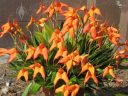Masdevallia ignea x falcata, orchid hybrid flowers, orange flowers, grown outdoors in Pacifica, California
