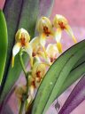 Masdevallia polysticta yellow form, orchid species flowers and leaves, mini orchid, grown outdoors in Pacifica, California