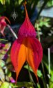 Masdevallia veitchiana 'Sheryll', orchid species flower, purple and orange flower with water drops, King of the Masdevallias., gallo gallo in Spanish, waqanki in Quechua, blooming outdoors in Pacifica, California