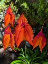 Masdevallia veitchiana 'Sheryll', orchid species flowers, purple and orange flowers, King of the Masdevallias., gallo gallo in Spanish, waqanki in Quechua, blooming outdoors in Pacifica, California