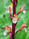 Corallorhiza maculata, Spotted Coral Root, orchid species flowers, leafless orchid, weird orchid, growing wild in southwest Colorado