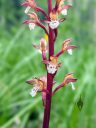 Corallorhiza maculata, Spotted Coral Root, orchid species flowers, leafless orchid, weird orchid, growing wild in southwest Colorado