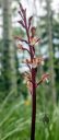 Corallorhiza maculata, Spotted Coral Root, orchid species flowers, leafless orchid, weird orchid, growing wild in southwest Colorado