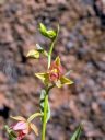 Stream Orchid, Epipactis gigantea flowers and buds, orchid species flowers, growing wild in southeast Utah