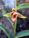 Stream Orchid, Epipactis gigantea flower, orchid species flower, growing wild in southeast Utah