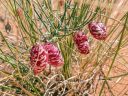 Colorful seedpods of Painted Milkvetch, Astragalus ceramicus, legume, mottled seedpods with red spots and patches, growing wild in southeast Utah