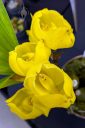 Anguloa clowesii, orchid species flowers, Tulip Orchid, yellow flowers, Orchids in the Park 2025, Golden Gate Park, San Francisco, California