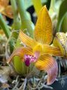 Bulbophyllum orchid flower, striped flower, Orchids in the Park 2025, Golden Gate Park, San Francisco, California