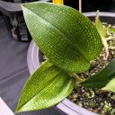 Bulbophyllum reticulatum, orchid species, variegated leaves, reticulated leaves, Orchids in the Park 2026, Golden Gate Park, San Francisco, California
