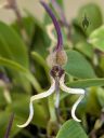 Bulbophyllum tricanaliferum, orchid species flower, flower with curly sepals, Orchids in the Park 2026, Golden Gate Park, San Francisco, California