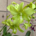 Dendrobium Aridang Green 'Green Apple', orchid hybrid flowers, green flowers, Orchids in the Park 2025, Golden Gate Park, San Francisco, California