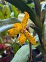 Dimorphorchis lowii, orchid species flower, Orchids in the Park 2026, Golden Gate Park, San Francisco, California