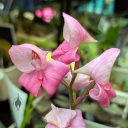 Disa orchid flowers, pink and white flowers, Orchids in the Park 2025, Golden Gate Park, San Francisco, California