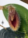 Dresslerella lasiocampa, orchid species flower, mini orchid, fuzzy orchid, weird orchid, blooming indoors in Pacifica, California