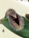 Dresslerella lasiocampa, orchid species flower, mini orchid, fuzzy orchid, weird orchid, blooming indoors in Pacifica, California