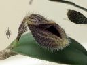 Dresslerella lasiocampa, orchid species flower and leaf, mini orchid, fuzzy orchid, weird orchid, blooming indoors in Pacifica, California