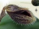 Dresslerella lasiocampa, orchid species flower, mini orchid, fuzzy orchid, weird orchid, blooming indoors in Pacifica, California