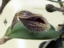 Dresslerella lasiocampa, orchid species flower and leaf, mini orchid, fuzzy orchid, weird orchid, blooming indoors in Pacifica, California