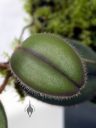 Dresslerella lasiocampa, orchid species leaf with fuzzy edge, mini orchid, fuzzy orchid, weird orchid, blooming indoors in Pacifica, California
