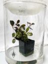 Dresslerella lasiocampa, orchid species plant in glass vase with lid, mini orchid, fuzzy orchid, weird orchid, blooming indoors in Pacifica, California