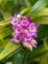 Elleanthus amethystinus, orchid species flowers and leaves, cluster of small pink red and white flowers, blooming outdoors in Pacifica, California