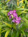 Elleanthus amethystinus, orchid species flowers and buds and leaves, cluster of small pink red and white flowers, blooming outdoors in Pacifica, California