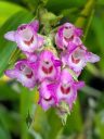 Elleanthus amethystinus, orchid species flowers, cluster of small pink red and white flowers, blooming outdoors in Pacifica, California