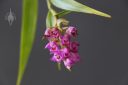 Elleanthus amethystinus, orchid species flowers and leaves, cluster of small pink red and white flowers, blooming outdoors in Pacifica, California