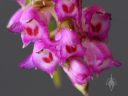 Elleanthus amethystinus, orchid species flowers, close up of small flowers, cluster of small pink red and white flowers, blooming outdoors in Pacifica, California
