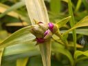 Elleanthus amethystinus, orchid species with emerging flower buds, growing outdoors in Pacifica, California
