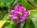 Elleanthus amethystinus, orchid species flowers and buds, cluster of small pink red and white flowers, blooming outdoors in Pacifica, California