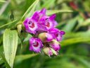 Elleanthus amethystinus, orchid species flowers and buds, cluster of small pink red and white flowers, blooming outdoors in Pacifica, California