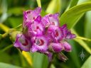 Elleanthus amethystinus, orchid species flowers and buds, cluster of small pink red and white flowers, blooming outdoors in Pacifica, California