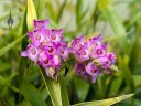 Elleanthus amethystinus, orchid species flowers and buds, cluster of small pink red and white flowers, blooming outdoors in Pacifica, California